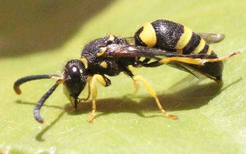 Réf. 325 115 : Ancistrocerus sp.
